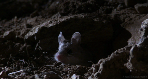 Các mầm bệnh ký sinh trên chuột